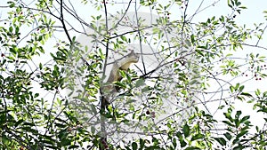 Grey and white cat sitting high on a cherry tree