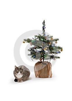 Grey and white cat sitting next to the christmas tree on white background. Feline celebrating xmas