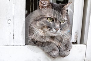 A grey and white cat sitting on top of a wooden door