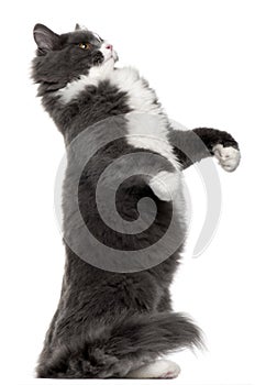 Grey and white cat standing on hind legs