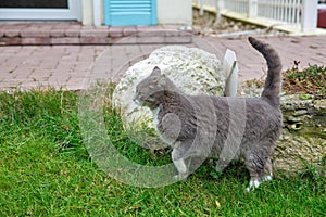 Grey white cat walking in a garden closeup