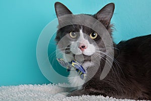 Grey and white cat wearing blue and yellow bow tie close up portrait