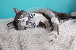 Grey and white cat wearing blue and yellow bow tie lying down portrait