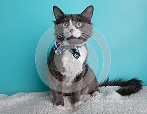 Grey and white cat wearing blue and yellow bow tie portrait sitting down