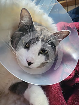 Grey and white cat wearing a cone and drugged up after surgery.