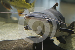 Grey and white catfish swimming in aquarium photo