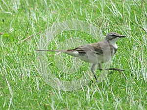 A grey white chested Wagtail in South Africa bushveld walking on green grass