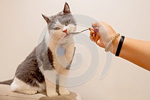 Grey and white color cat enjoy eat food from spoon hold by human hand and it look delicious for cat