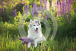 grey and white dog breed siberian husky wearing the flowers wreath and standing on the stool in lupin flowers field