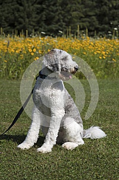 Grey and White Dog on leash in park