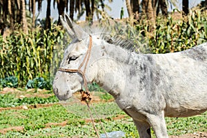 Grey and white donkey in the farm near the Old Dariya, Riyadh, the Kingdom of Saudi Arabia