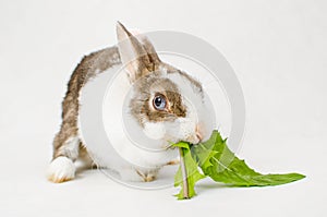 Grey and white dwarf rabbit with blue eyes eating green sappy dandelion leaf on white background