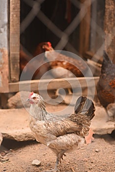 A grey and white feathered free range local rural chicken