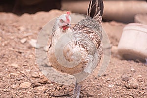 A grey and white feathered local rural chicken with a red crown on a free range farm domestic agriculture