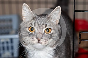 A grey and white Felidae with yellow eyes in a cage photo