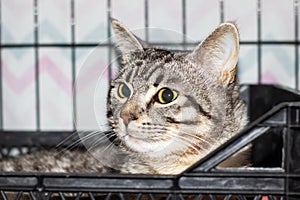 A grey and white Felidae with yellow eyes in a cage photo