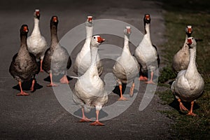 Grey white foie gras geese from a low point of view on a goose place in Ioannina Epirus Greece. Swarm of tame and wild geese