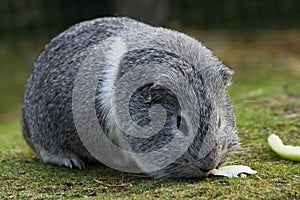 Grey and white Guinea pig or Cavy