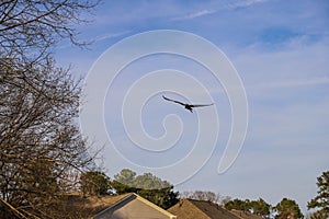 A grey and white heron bird in flight surrounded by bare winter trees and a gorgeous blue sky with clouds in Marietta Georgia