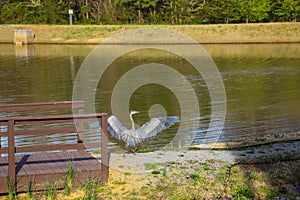 A grey and white heron bird walking in a rippling green lake surrounded by lush green trees, grass and plants