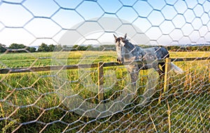 A grey and white horse at dawn behind a wire fence,Wiltshire,England,UK