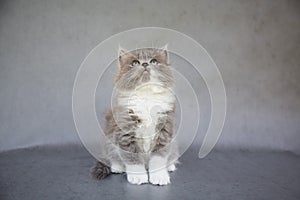 Grey and White Kitten Looking Up