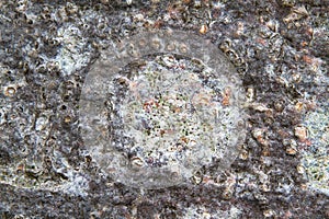 Grey white lichen on bark of tree