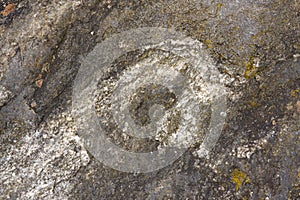 Grey and white Migmatite