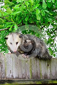 Grey and white opossum on a fence