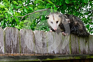 Grey and white opossum on a fence