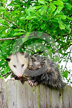 Grey and white opossum on a fence