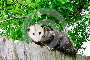 Grey and white opossum on a fence