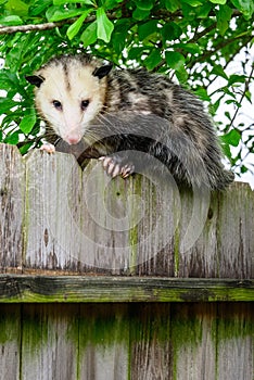 Grey and white opossum on a fence