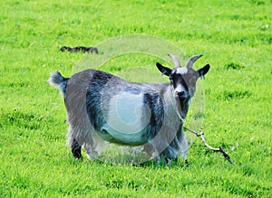 Grey and white Pygmy Goat.