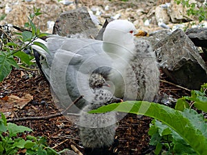 Grey and white ring-billed seagull sitting in her nest with 3 little baby birds.