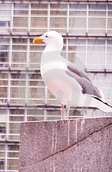 Grey and white seagull