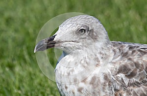 Grey and white seagull portrait against green grass background, looking left. Close up.