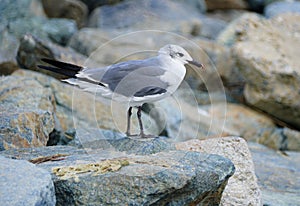 A grey and white seagull on the rock