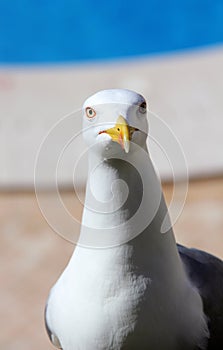 Grey and White Seagull