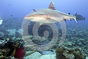 Grey white shark ready to attack a diver