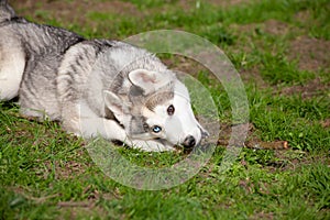 Grey and white siberian husky with bi-colored eyes