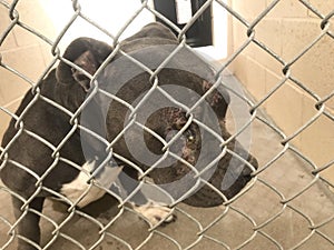 Dog pibble grey 5693