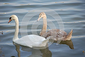 Grey and white swans