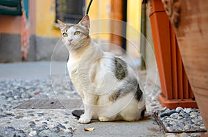 A grey and white tabby cat with beautiful yellow green eyes sits on a street in Monterosso al Mare, Cinque Terre Italy