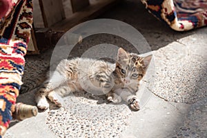 Grey and white young cat sunbathing