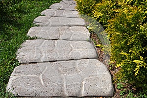 Grey wide path or trail of the embossed patterned shaped concrete slabs lying among green grass and shrubs arborvitae