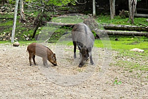 Grey wild boar sow foraging for food on dirt road with her brown boarlet