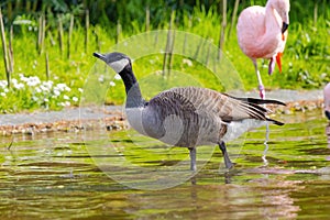 Grey wild goose, cute Water Birds Geese