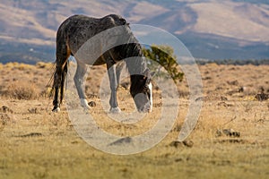 Grey wild mustang in the desert