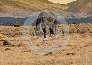 Grey wild mustang in the desert